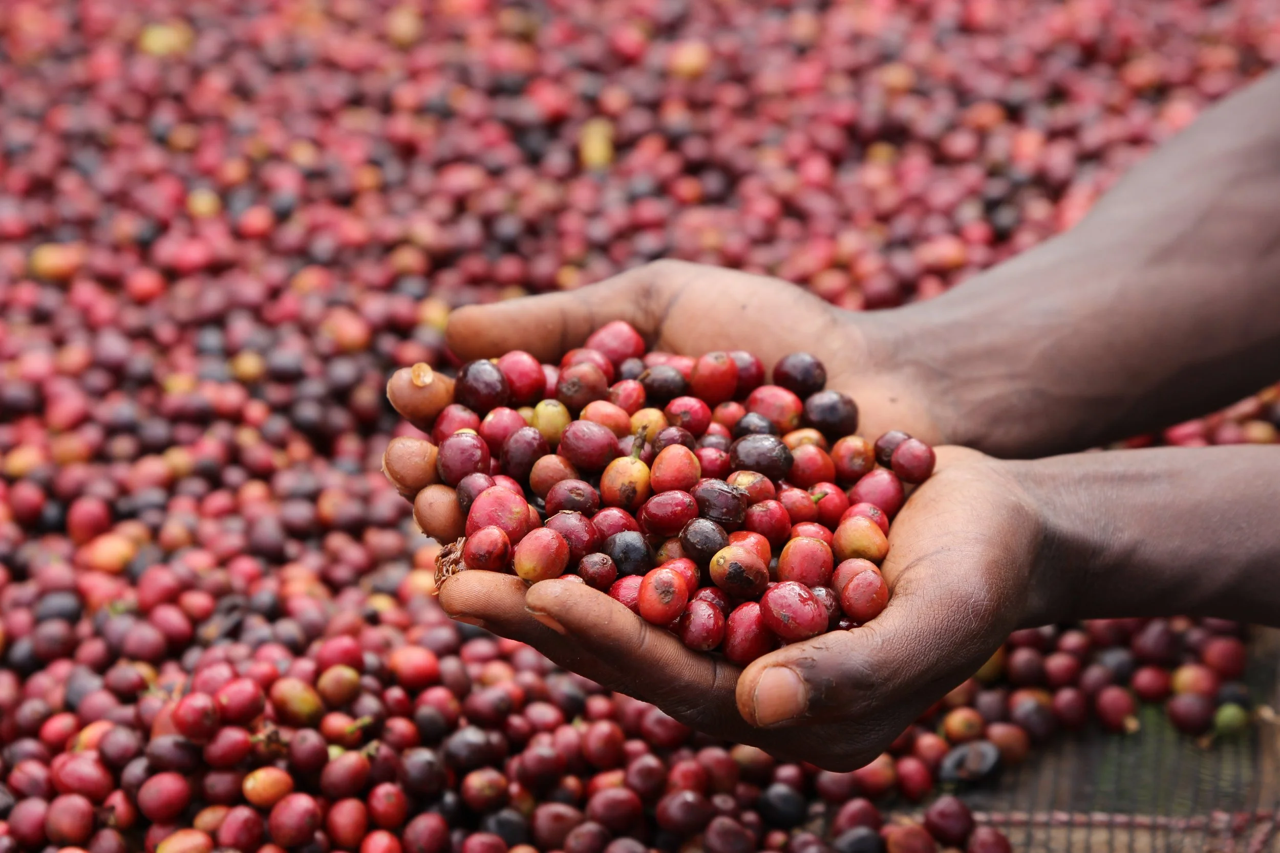 Hands holding ripe coffee cherries above a large harvest pile at origin.