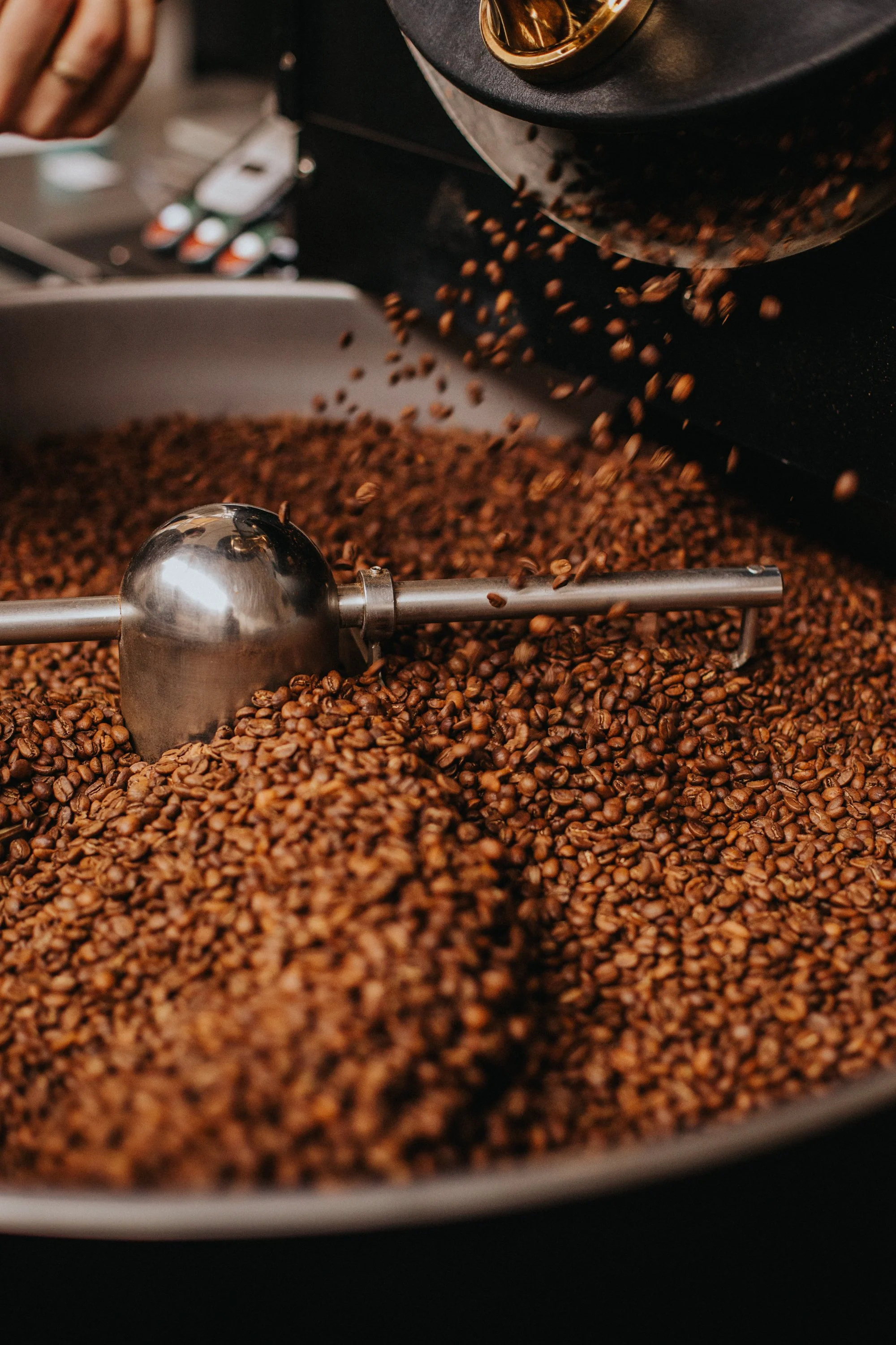 Close-up of roasted coffee beans being scooped from a large container using a metal scoop.