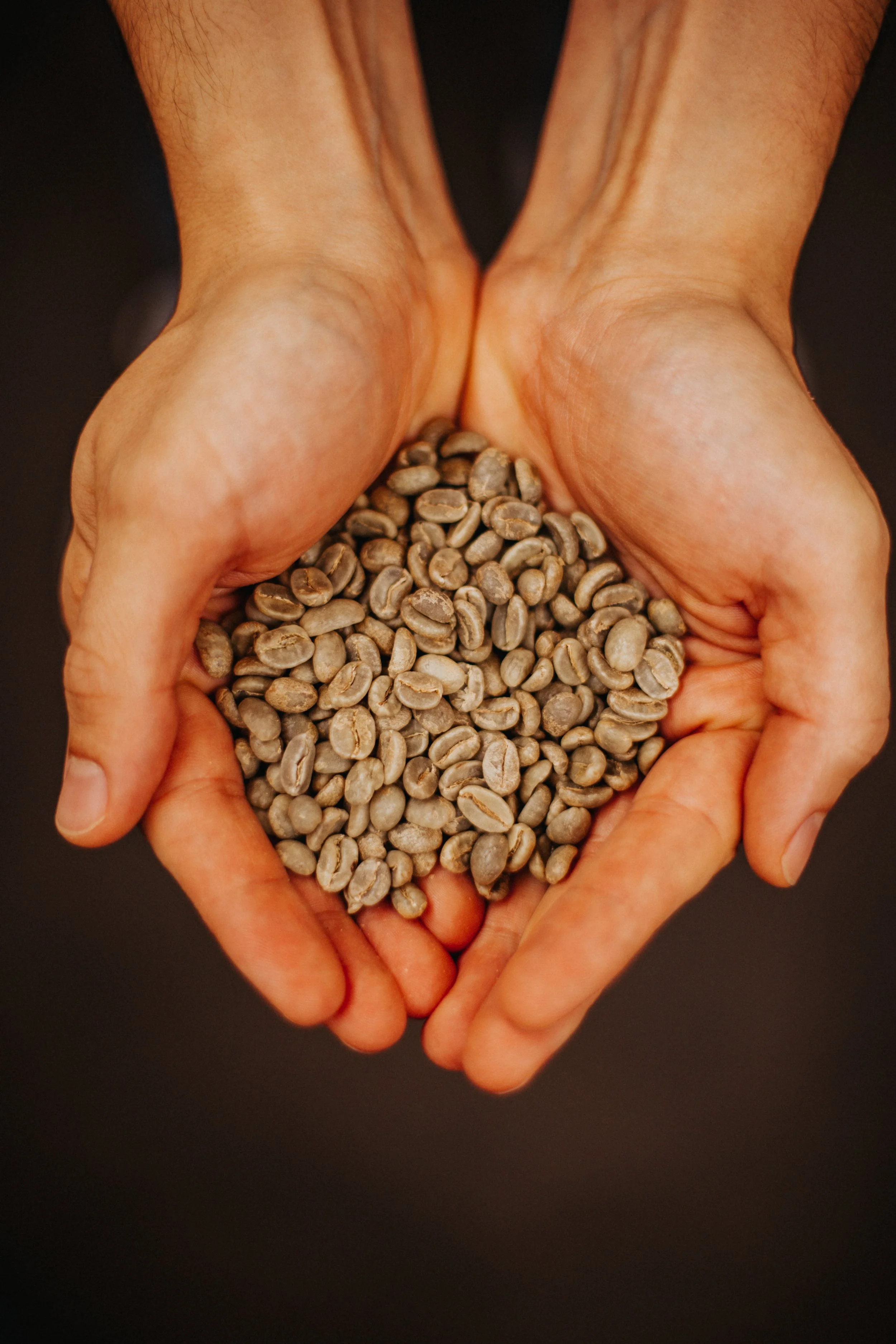 Handful of unroasted green coffee beans held for inspection.