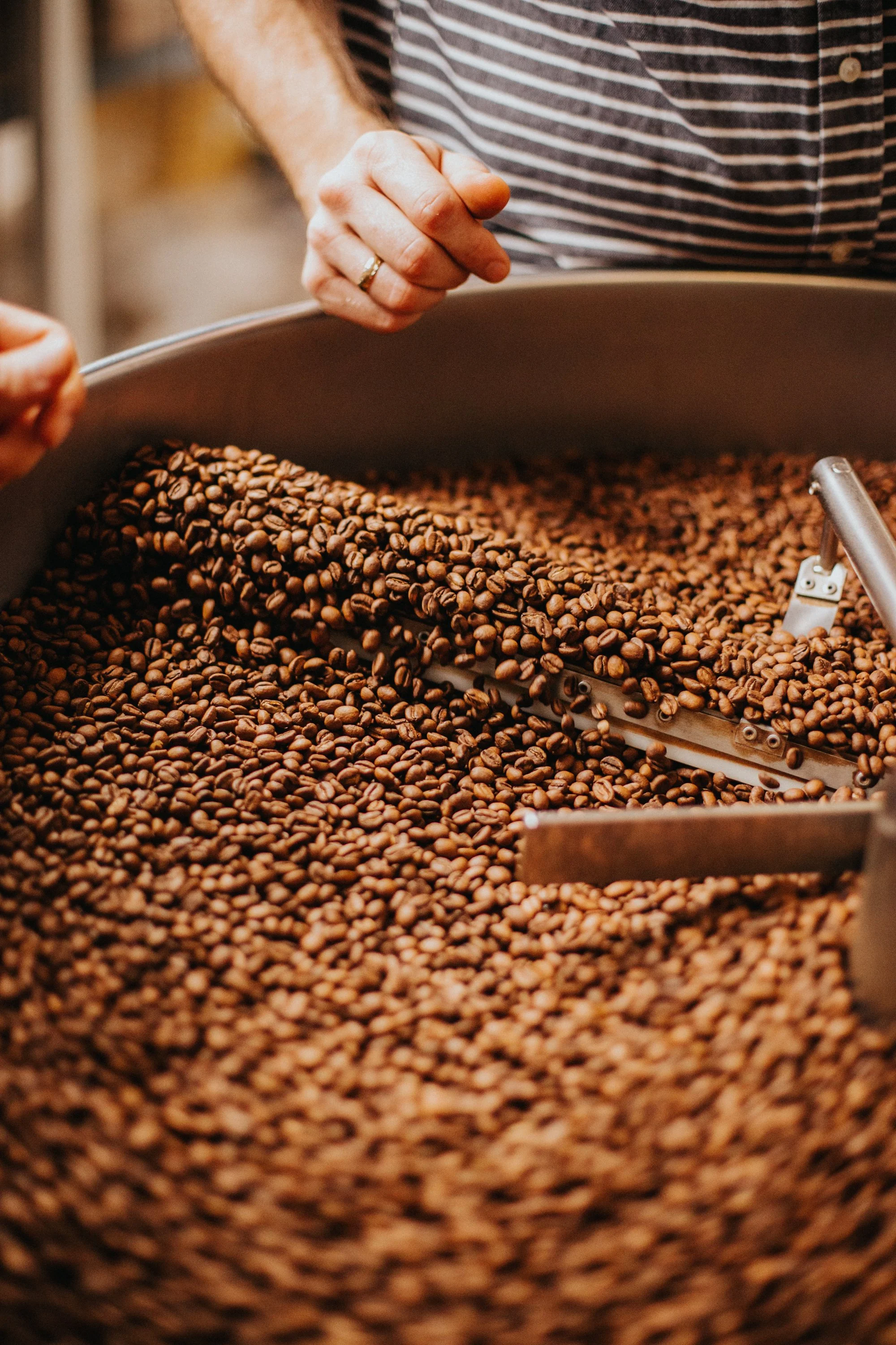 Person inspecting roasted coffee beans in a large industrial roaster.